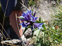 Gentiana asclepiadea