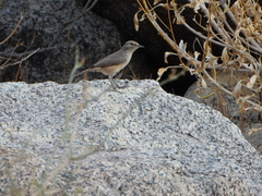 Salpinctes obsoletus