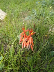 Lachenalia bulbifera
