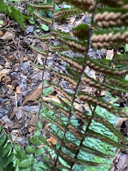 Asplenium platyneuron