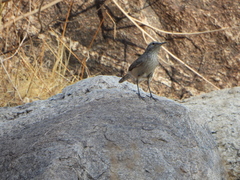 Salpinctes obsoletus