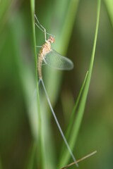 Ephemeroptera