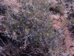Dodonaea viscosa