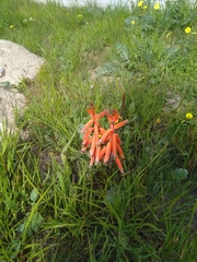 Lachenalia bulbifera