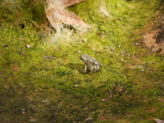 Anaxyrus punctatus