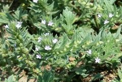 Lappula occidentalis