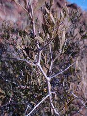 Dodonaea viscosa