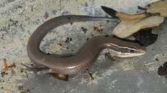 Plestiodon tetragrammus