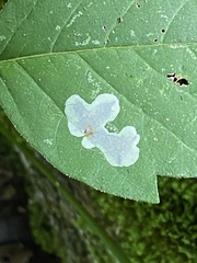 Cameraria guttifinitella