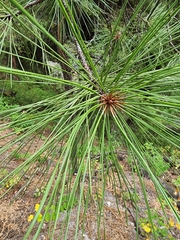 Pinus ponderosa
