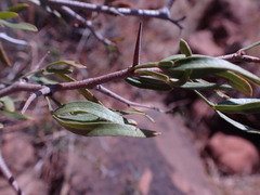 Dodonaea viscosa