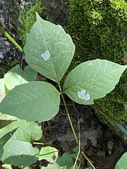 Cameraria guttifinitella