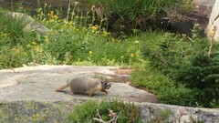 Marmota flaviventris