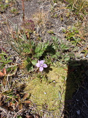 Pulsatilla vernalis