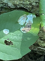 Cameraria guttifinitella