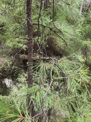 Pinus ponderosa