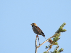 Coccothraustes coccothraustes