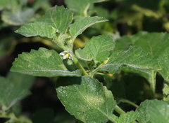 Solanum sarrachoides