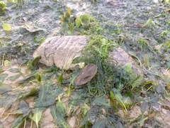 Stichopus herrmanni