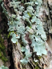 Parmotrema crinitum