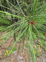 Pinus ponderosa