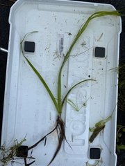 Sparganium fluctuans