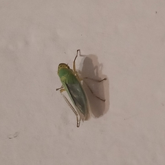 Cicadella viridis