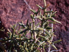 Asparagus striatus