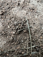 Brachyponera chinensis