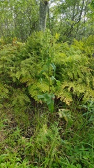 Rumex britannica