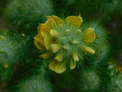 Aspalathus chenopoda