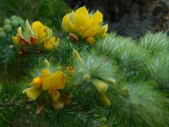 Aspalathus chenopoda