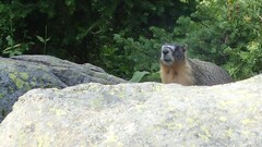 Marmota flaviventris
