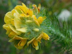 Aspalathus chenopoda