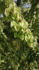 Rumex britannica