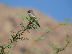 Auriparus flaviceps