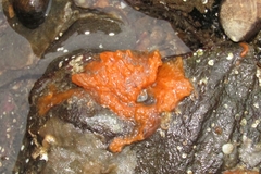 Hymeniacidon perlevis