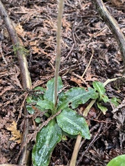 Goodyera oblongifolia