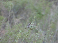 Auriparus flaviceps