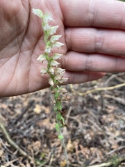 Goodyera oblongifolia