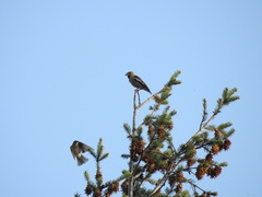 Coccothraustes coccothraustes