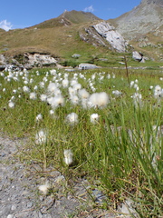 Eriophorum scheuchzeri