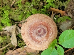 Lactarius