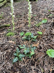 Goodyera oblongifolia