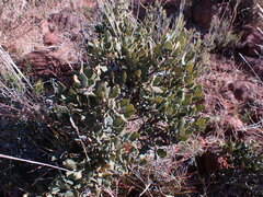 Euclea crispa ovata