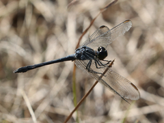 Erythrodiplax berenice