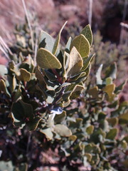 Euclea crispa ovata