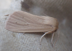 Mythimna