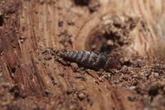 Clausilia