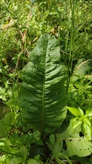 Rumex britannica